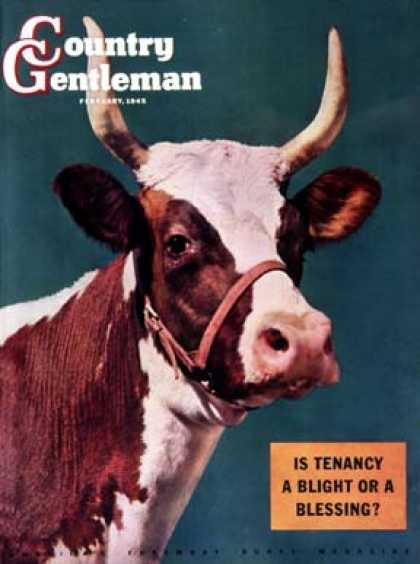 Country Gentleman - 1945-02-01: Long-Horned Cow (F.P. Sherry)