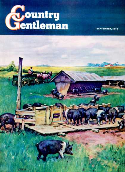 Country Gentleman - 1946-09-01: Pigs Feeding (Matt Clark)