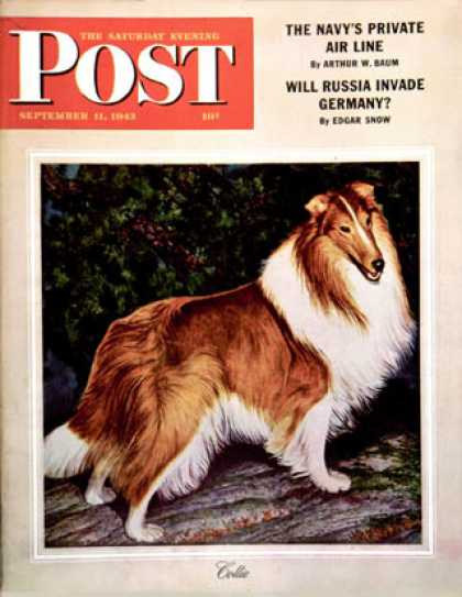 Saturday Evening Post - 1943-09-11: Collie (Rutherford Boyd)