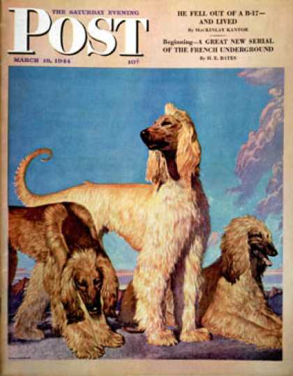 Saturday Evening Post - 1944-03-18: Afghan Hounds (Rutherford Boyd)