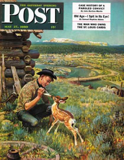 Saturday Evening Post - 1950-05-27: Feeding Fawn Near Flowering Field (John Clymer)
