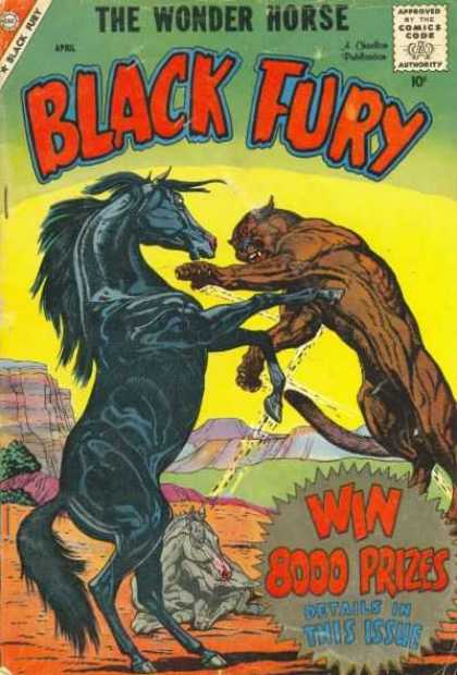 Black Fury 18 - Wonder - Horse - Fury - Contest - Big Cat
