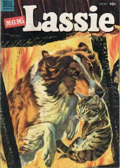 Lassie 12 - Lassie - Dog - Cat - Window - Fire