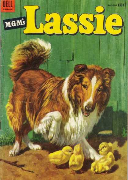 Lassie 16 - Collie - Dog - Chicks - Fur - Feathers