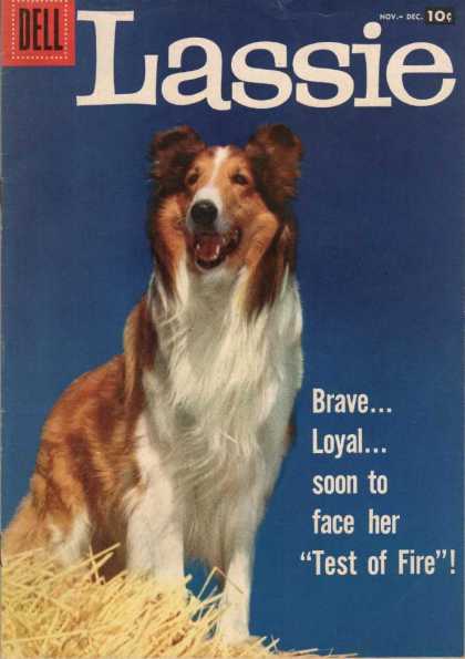 Lassie 37 - Dog - Furry - Brave Loyal - Soon To Face Her Test Of Fire - Haystack