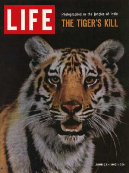 Life - Tigers