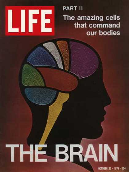 Life - The Brain