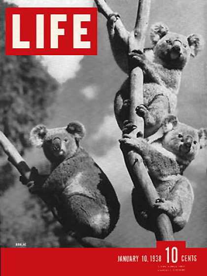 Life - Koalas