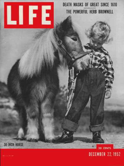 Life - Midget horse