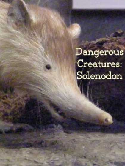 Role Playing Games - Dangerous Creatures: Solenodon