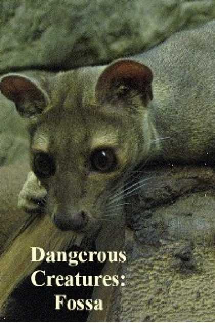 Role Playing Games - Dangerous Creatures: Fossa
