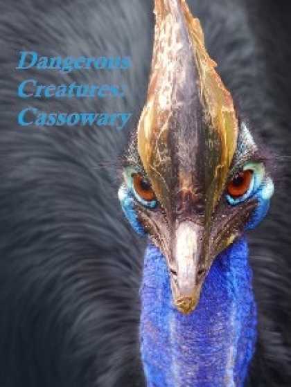 Role Playing Games - Dangerous Creatures: Cassowary