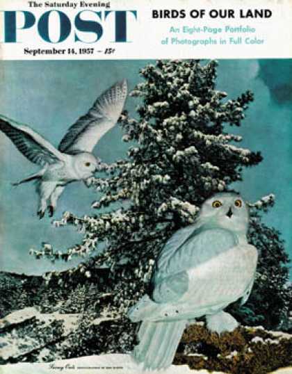 Saturday Evening Post - 1957-09-14: Snowy Owls (D. Bleitz)