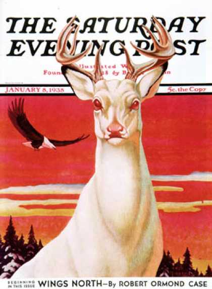 Saturday Evening Post - 1938-01-08: Albino Deer (Jack Murray)