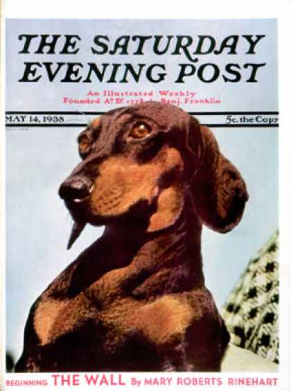 Saturday Evening Post - 1938-05-14: Dachshund (Ivan Dmitri)