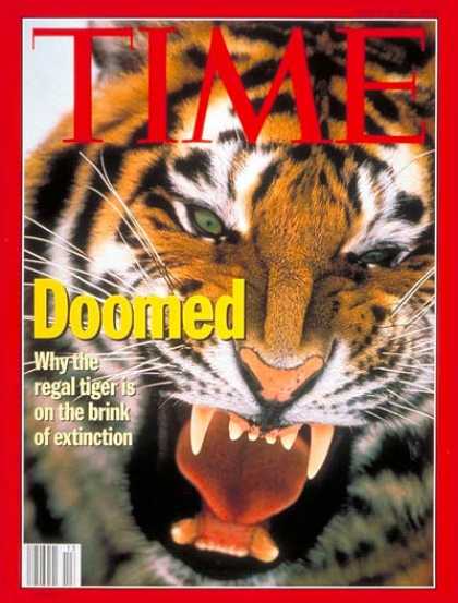 Time - Endangered Tigers - Mar. 28, 1994 - Animals - Wildlife - Environment