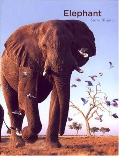Bestsellers (2006) - Elephant by Steve Bloom