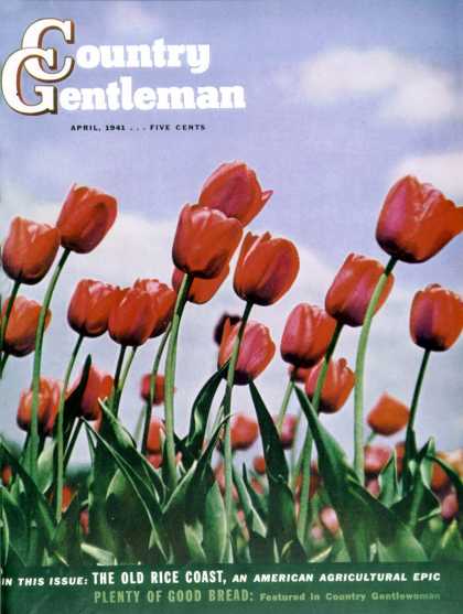 Country Gentleman - 1941-04-01: Blooming Tulips (Unknown)