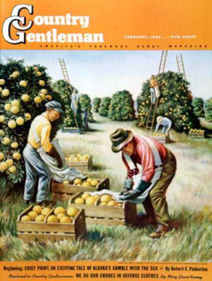 Country Gentleman - 1942-02-01: Picking Grapefruit (John S. Demartelly)
