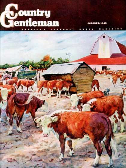 Country Gentleman - 1945-10-01: Cattle in Barnyard (Matt Clark)