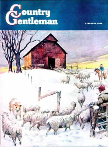 Country Gentleman - 1946-02-01: Herding Sheep into Barn (Matt Clark)