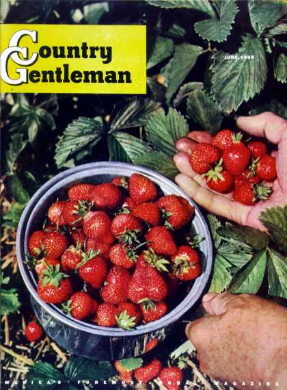 Country Gentleman - 1948-06-01: Strawberries (J.C. Allen)