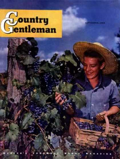 Country Gentleman - 1948-09-01: Picking Grapes (J.C. Allen)