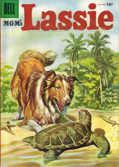 Lassie 26 - Rough Collie - Turtle - Beach - Palm Trees - Sand And Sea