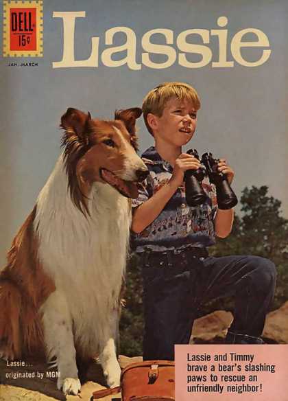 Lassie 56 - Dog - A Boy - Originated By Mgm - Observing - Lassie And Timmy Brave A Bears Slashing Paws To Rescue An Unfriendly Neighbour