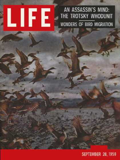 Life - Migrating birds