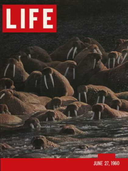 Life - Alaska's animals