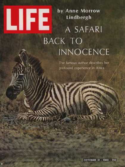 Life - Zebra