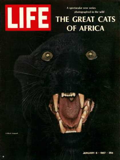 Life - Black Leopard