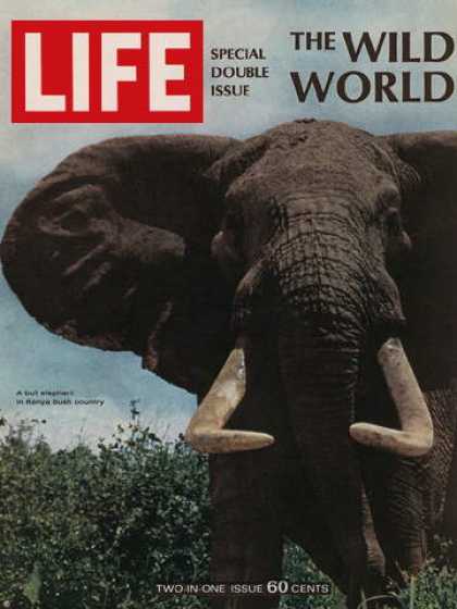 Life - Bull Elephant