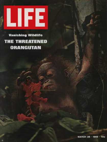 Life - Orangutan
