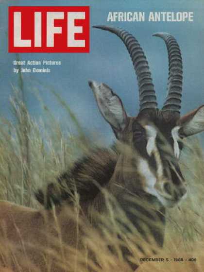 Life - Antelope