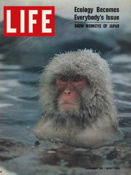 Life - Snow monkeys