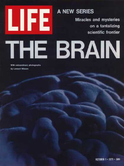 Life - Human brain