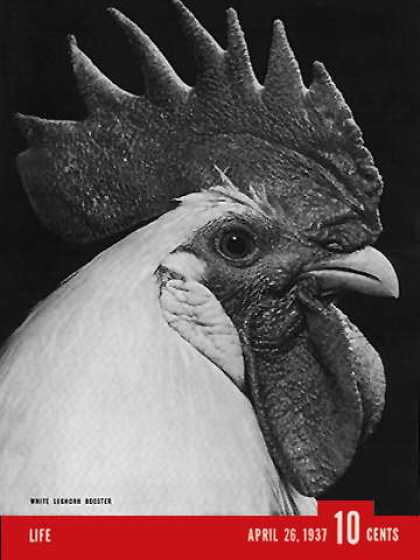 Life - Leghorn Rooster