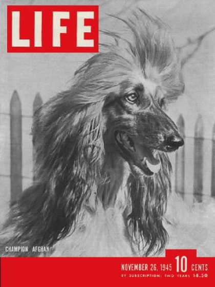 Life - Afghan hounds