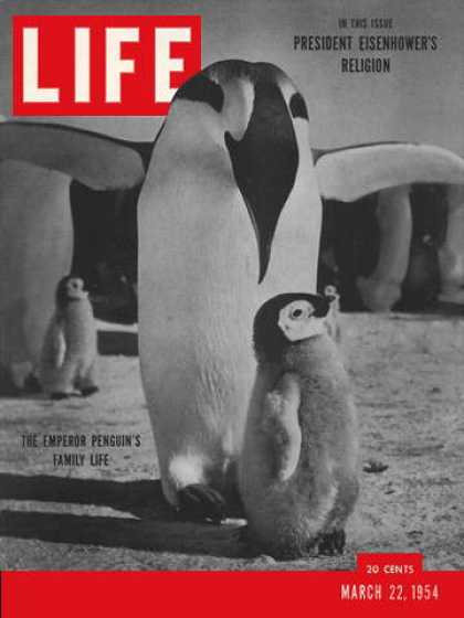 Life - Emperor penguin