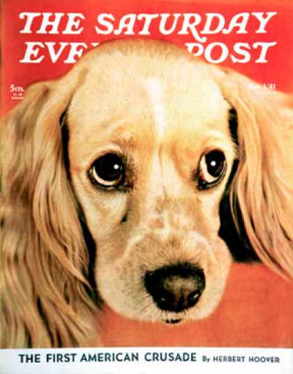 Saturday Evening Post - 1941-11-01: Golden Cocker (J.E. Reed)