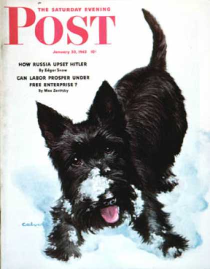 Saturday Evening Post - 1943-01-30: Scotty in Snow (W.W. Calvert)