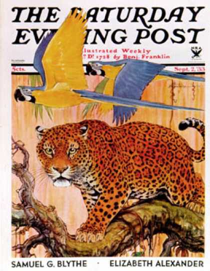 Saturday Evening Post - 1933-09-02: Leopard and Parrots in Jungle (Paul Bransom)
