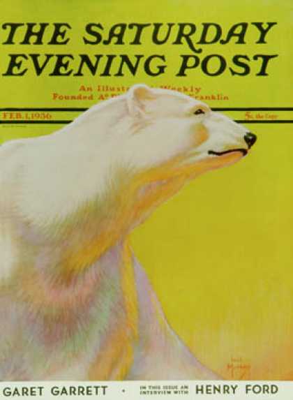 Saturday Evening Post - 1936-02-01: Polar Bear (Jack Murray)