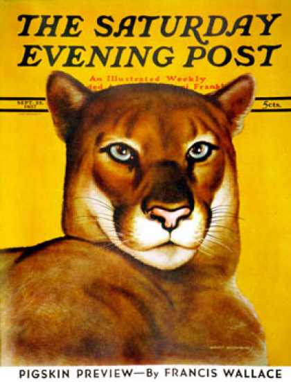 Saturday Evening Post - 1937-09-25: Mountain Lions (August Schombrug)